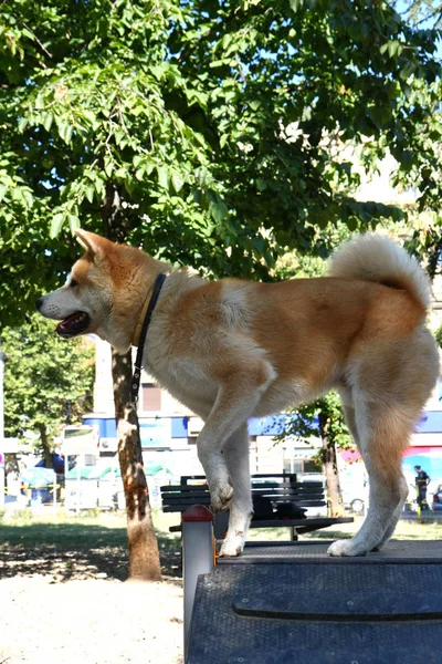 Szczeniaka Akita Inu Trzymajac Jako Pomnik Parku Pies — Zdjęcie stockowe