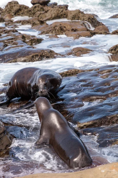 Besos California León Marino Zalophus Californianus Beso Las Rocas Jolla — Foto de Stock