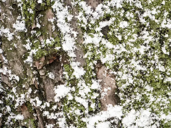 Digitalt Förändrad Sömlös Textur Mossig Bark Regnskogen Träd Med Snö — Stockfoto