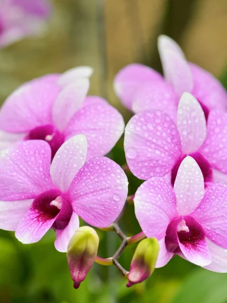 Dendrobium Orchid Υβρίδια Είναι Λευκό Και Ροζ Λωρίδες Στην Ταϊλάνδη — Φωτογραφία Αρχείου