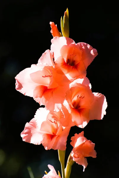Гладиолус Gladiolus Gandavensis Van Houte Gladiolus — стоковое фото