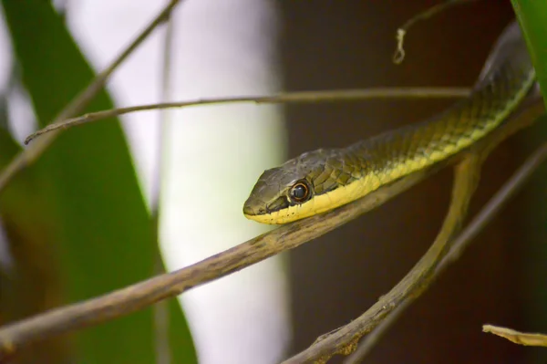 モンバサ ケニアの公園内の支店に緑のヘビの頭 — ストック写真