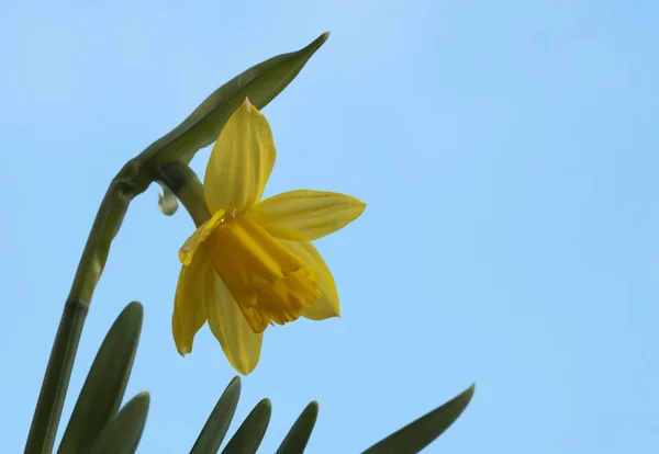 Желтый Нарцисс Голубым Небом — стоковое фото