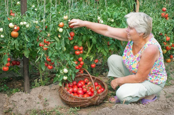 Bir Sebze Bahçesi Yaşlı Hanımı Bir Ürün Reaps — Stok fotoğraf