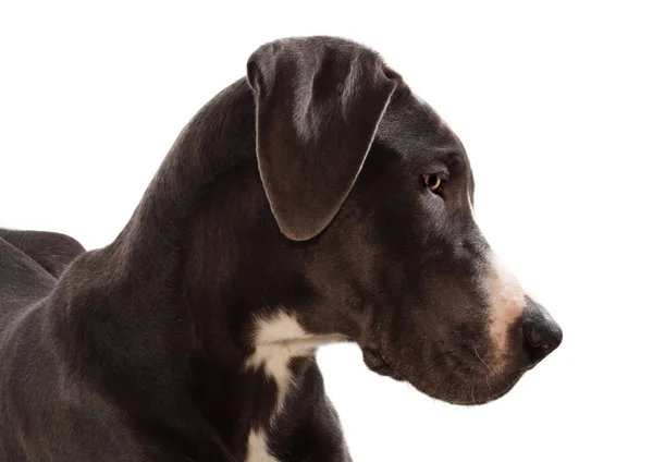 Хедшот Блакитний Geat Данці Собака Ізольований Білому — стокове фото