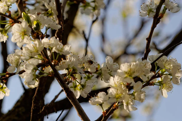 Цветущее Дерево Пчелиным Опылением — стоковое фото