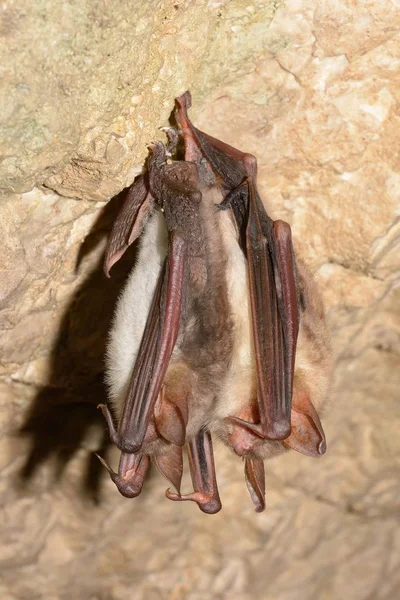 Greater Mouse Eared Bat Myotis Myotis — Stock Photo, Image