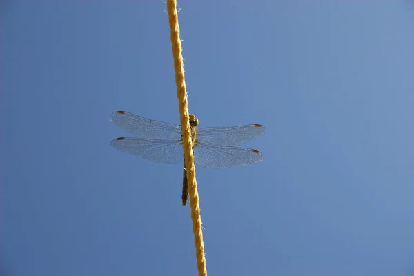 Una Mosca Del Drago Depositato Una Linea Dei Vestiti Regolata — Foto Stock