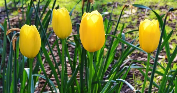 Színes Tavaszi Tulipánok Képe — Stock Fotó