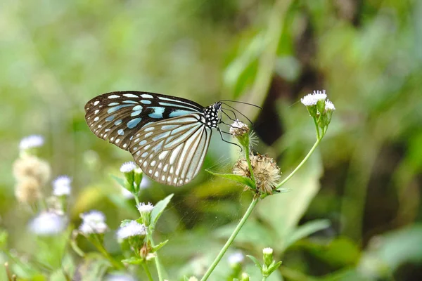 Kék Üveges Tigris Pillangó Virág Ideopsis Simillis Persimillis Moore — Stock Fotó