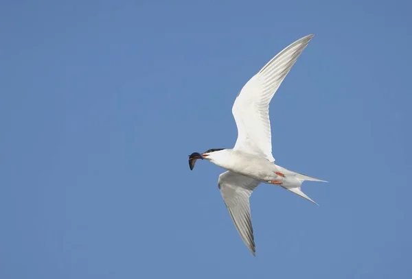 Common Tern Sterna Hirundo Fish Flight Suho Island Ladoga Lake — Stock Photo, Image