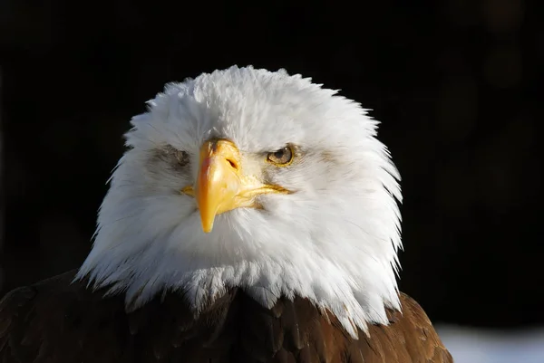 Imagen Cerca Águila Calva Americana —  Fotos de Stock