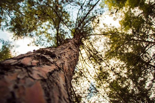 Árbol Con Una Estrecha Profundidad Campo — Foto de Stock