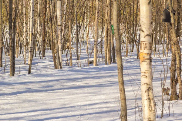 Encuentro Inesperado Con Una Ardilla Bosque — Foto de Stock