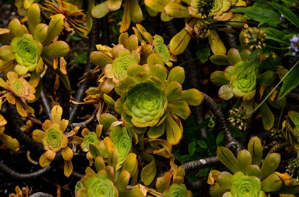 Grüne Sukkulentenblume Einer Kaktuspflanze — Stockfoto