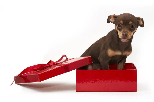 Close Cute Puppy Box — Stock Photo, Image