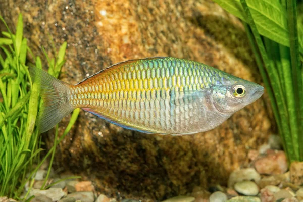 Portrét Sladkovodní Rainbowfish Melanotaenia Boesemani Akváriu — Stock fotografie
