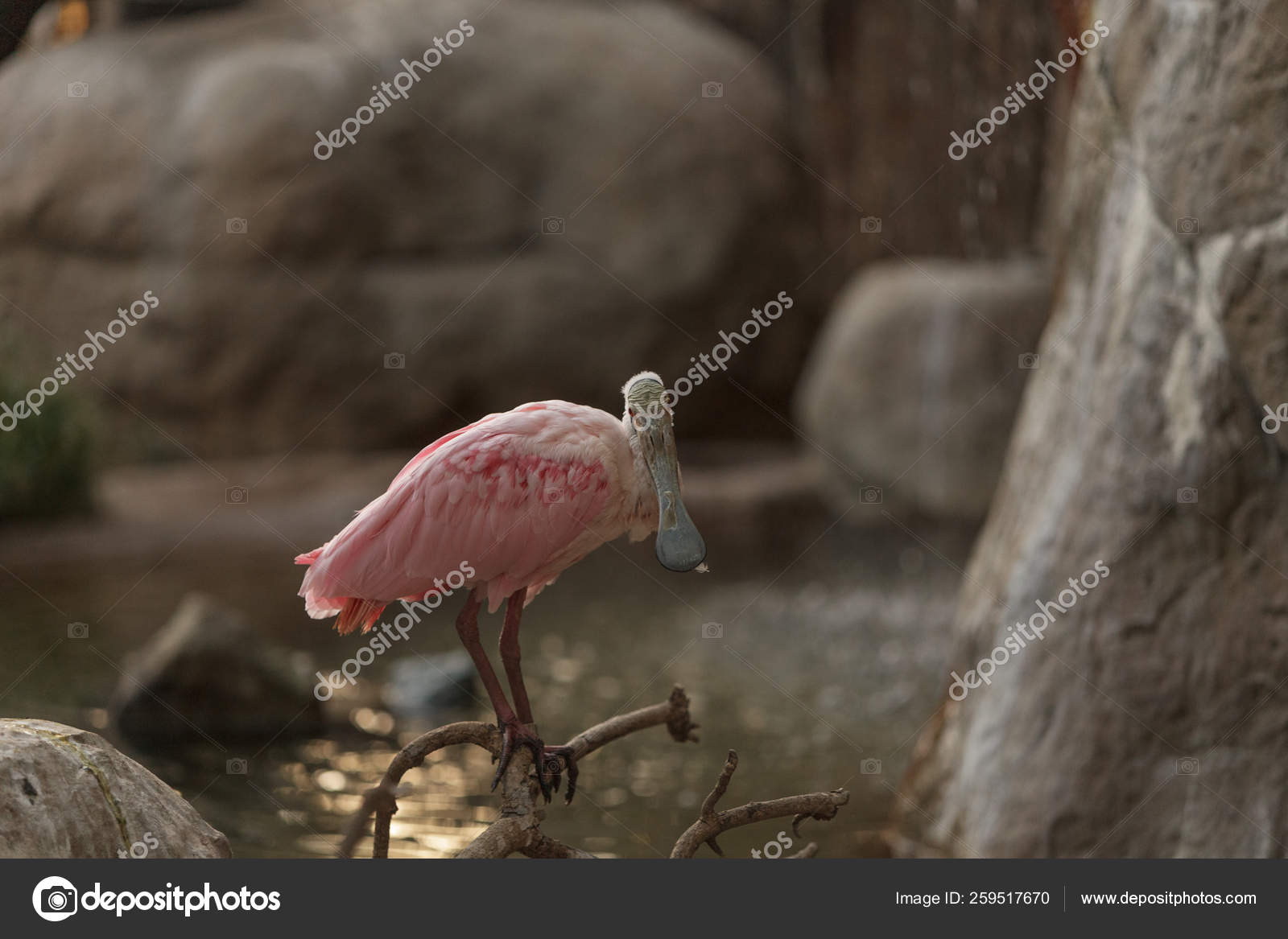 ベニヘラサギ Platalea Ajaja が中央のアルゼンチンとチリは 平たいくちばしを持つピンク鳥です ストック写真 C Yayimages