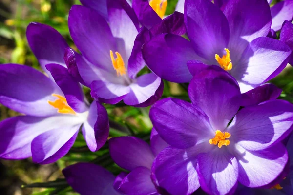 Blomstrende Lilla Krokus Solskin Foråret - Stock-foto