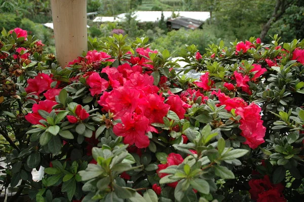 variety of gardenia flower in backyard house terrace