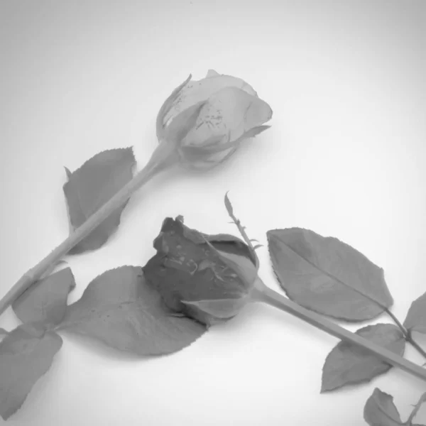Szép Rózsa Virág Puha Fekete Fehér Színű Hang Stílus — Stock Fotó