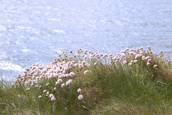 Fleurs Sauvages Irlandaises Sur Bord Des Falaises Dans Comté Kerry — Photo