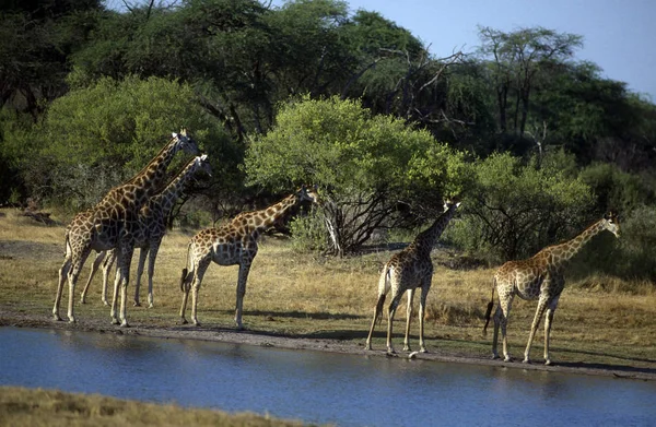 Vuxna Afrikanska Giraffer Nära Vattenkälla — Stockfoto