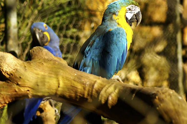 Brezilya Kendisi Bir Avantajı Daha Önce Kendi Topraklarında Olun Kuşlar — Stok fotoğraf