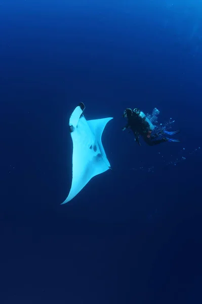Manta Ray Potápění Pod Vodou Galapagos Ostrovy Tichého Oceánu — Stock fotografie
