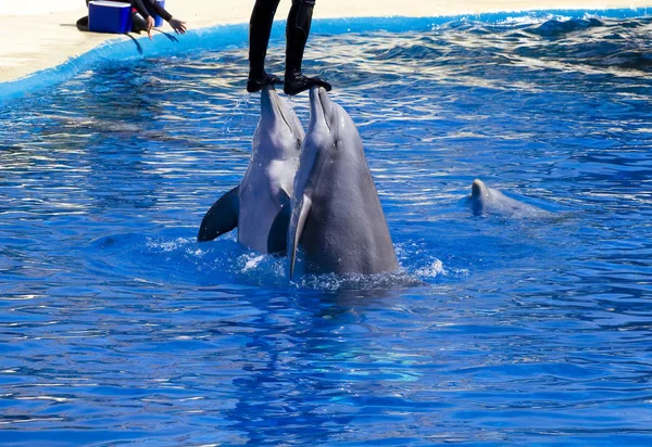 Delfin Hoppa Upp Vattnet Havet — Stockfoto