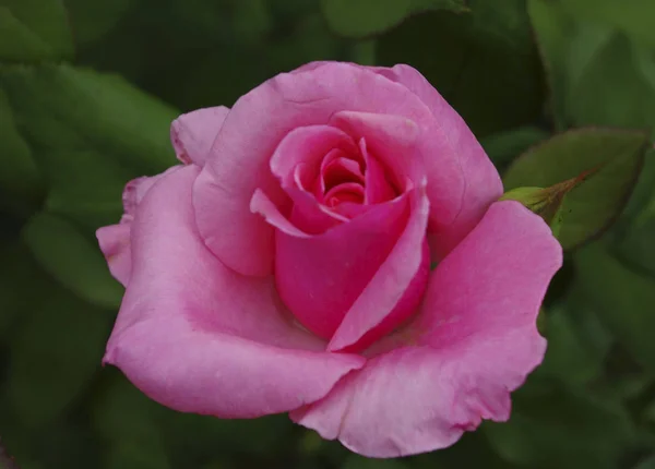 Φωτεινό Όμορφο Τριαντάφυλλο Λουλούδι Στο Φως Της Ημέρας Κοντινό — Φωτογραφία Αρχείου