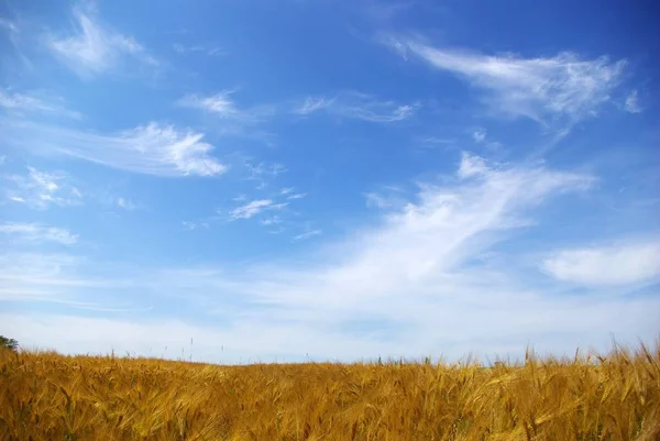 Wheat Ears Blue Sky — Stock Photo, Image