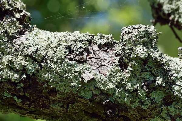 緑の苔背景をクローズ アップ — ストック写真