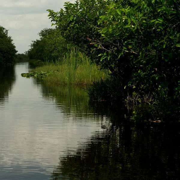 Everglade Scencis Florida Stati Uniti — Foto Stock