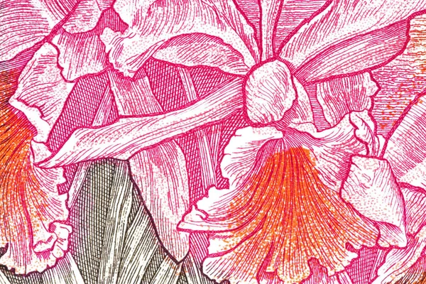 Макрозображення Орхідеї Грошовій Ноті — стокове фото