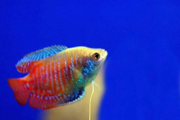 Een Geïsoleerd Shot Van Een Gouden Vis Aquarium — Stockfoto