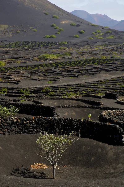 Uprawy Winorośli Winnicy Lanzarote Hiszpania Geria Winogrona Śruby Ściany Upraw — Zdjęcie stockowe