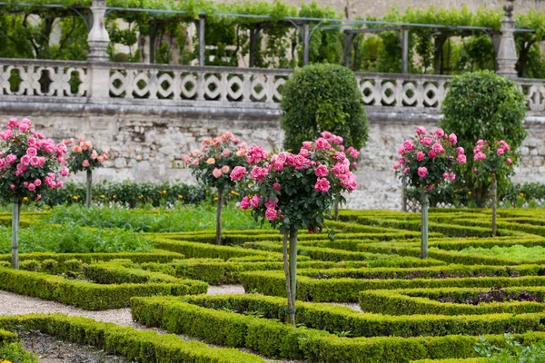 Сади Chateau Вілландрі Долина Луари Франції — стокове фото