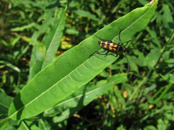아름다운 딱정벌레 — 스톡 사진
