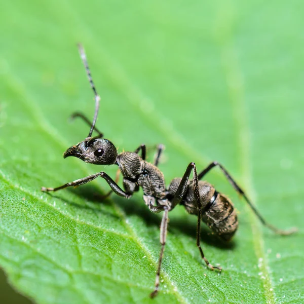 Közelről Fekete Carpenter Hangya Camponotus Pennsylvanicus Egy Zöld Levél Thaiföldön — Stock Fotó