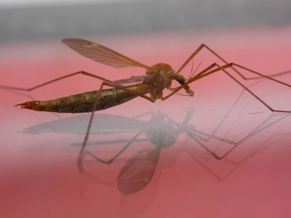 Primer Plano Los Insectos Naturaleza Salvaje — Foto de Stock