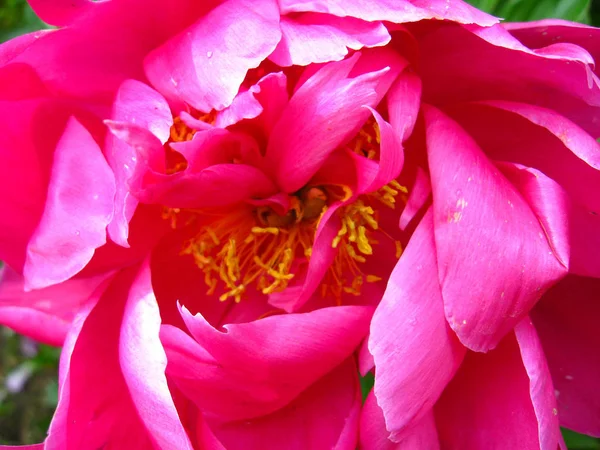 Bela Flor Rosa Peônia Jardim — Fotografia de Stock