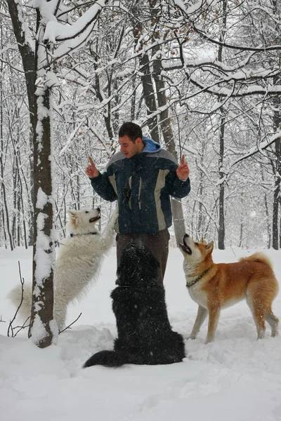 Mann Erzieht Drei Hunde Schneebedeckten Wald — Stockfoto
