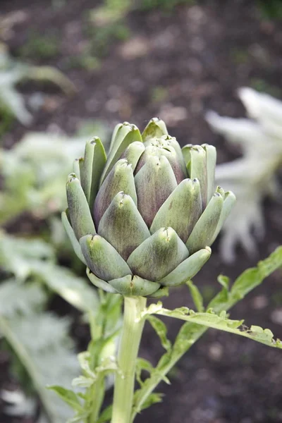 Details Van Een Artisjok Groeien Tuin Tegen Een Grijze Achtergrond — Stockfoto