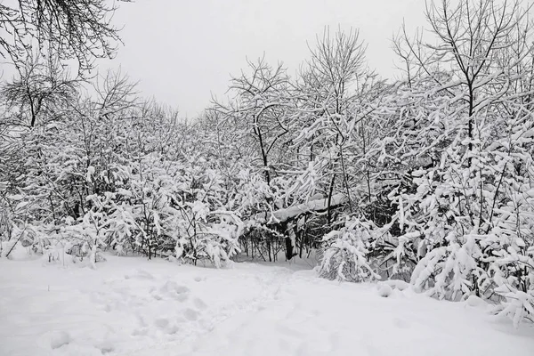 Bosque Cerca Moscú Temporada Invernal — Foto de Stock