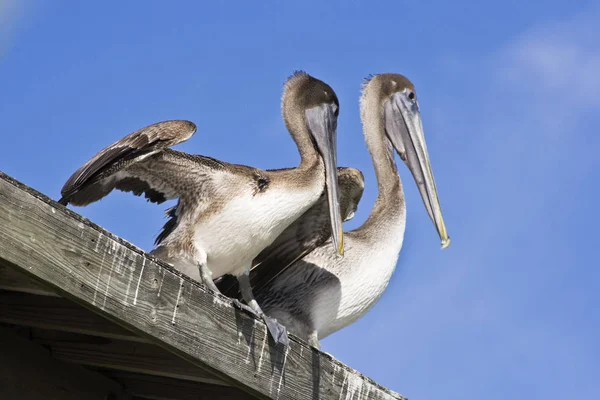 Pelícanos Vistos Key West — Foto de Stock