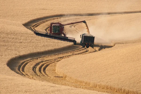 Combine harvester and farm truck harvesting wheat, Whitman County, Washington, USA