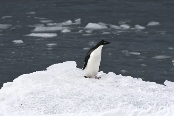 Pingüino Adelie Pygoscelis Adeliae Pisando Iceberg —  Fotos de Stock