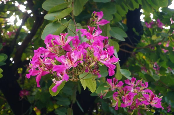 Λουλούδι Bauhinia Όμορφα Λουλούδια — Φωτογραφία Αρχείου