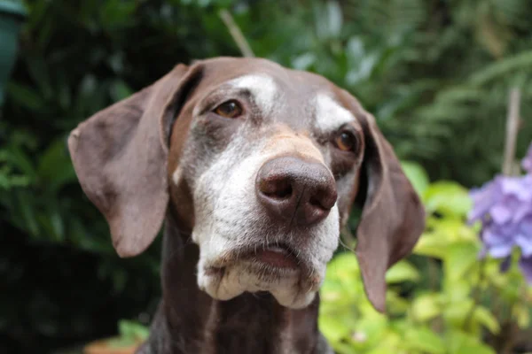 Portrait Shorthaired Pointer Female Age Nine — Stock Photo, Image